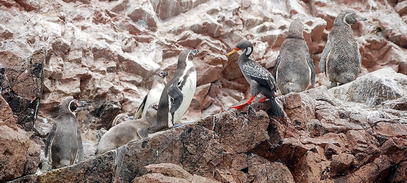 A red-legged cormorant hangs out with a flock of penguins.