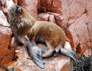 This guy was among the biggest sea lions we saw on our outing to the Islas Ballestas.